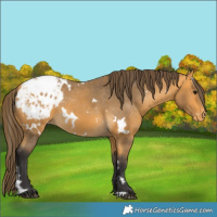 Horse Color:White Spotted Buckskin Blanket 