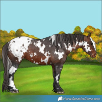 Horse Color:White Spotted Bay Appaloosa 