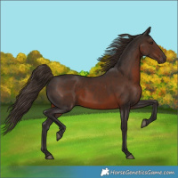 Horse Color:Liver Chestnut