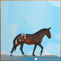 Horse Color:Brown Appaloosa