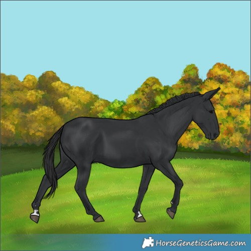 Horse Color:Black 
