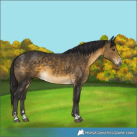 Horse Color:Buckskin Rabicano