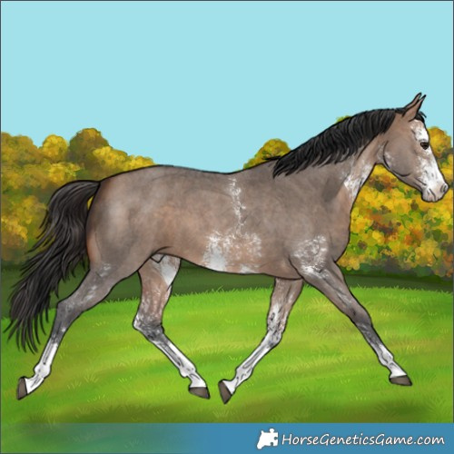 Horse Color:Bay Dun Sabino 