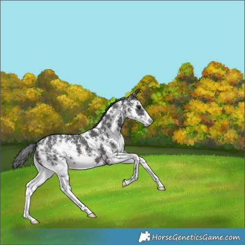 Horse Color:Brown Sabino