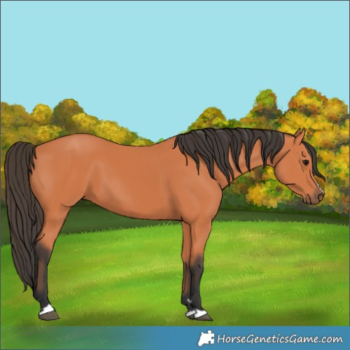 Horse Color:Bay 