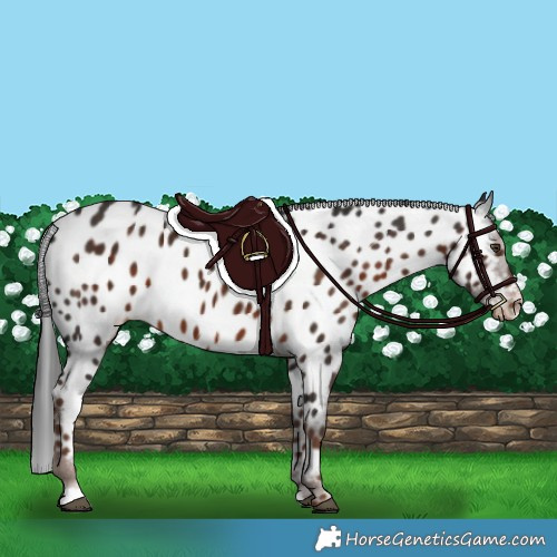 Horse Color:Liver Chestnut Appaloosa 