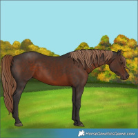 Horse Color:Liver Chestnut 