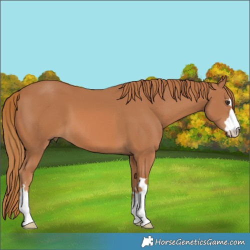 Horse Color:Chestnut 