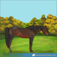 Horse Color:Liver Chestnut 