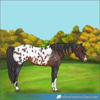 Horse Color:Brown Appaloosa 