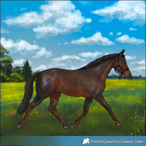 Horse Color:Liver Chestnut 