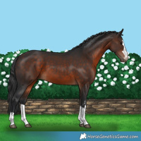 Horse Color:Brown 