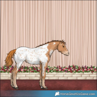 Horse Color:Chestnut Appaloosa 