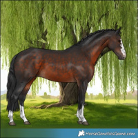 Horse Color:Brown 
