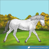 Horse Color:Liver Chestnut Frame 