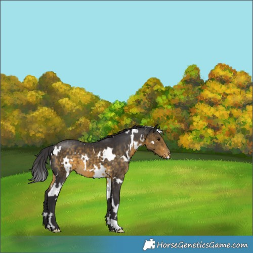 Horse Color:White Spotted Buckskin Appaloosa 