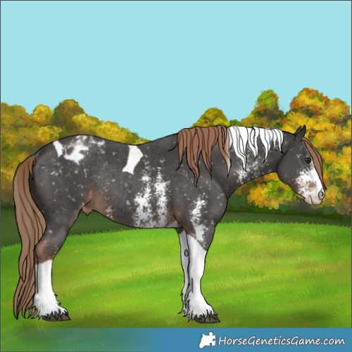 Horse Color:Liver Chestnut Sabino Tobiano Appaloosa Rabicano 