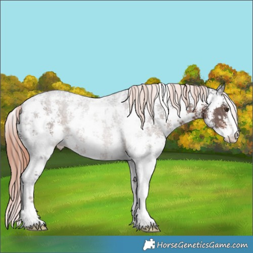 Horse Color:Liver Chestnut Sabino Appaloosa 