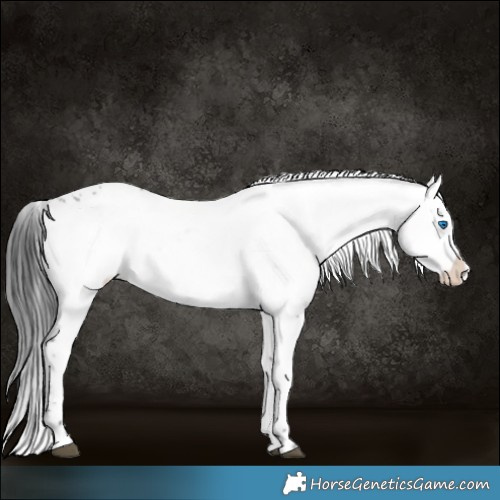 Horse Color:Black Frame 