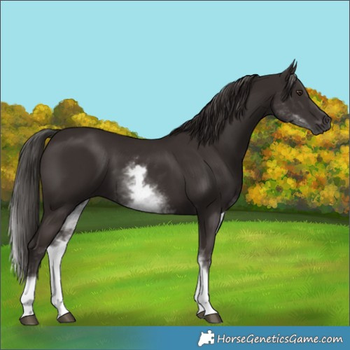 Horse Color:White Spotted Liver Chestnut
