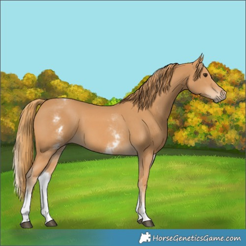 Horse Color:White Spotted Chestnut 