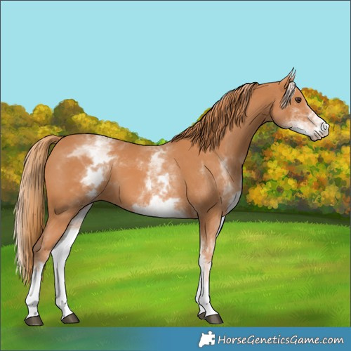 Horse Color:White Spotted Chestnut 
