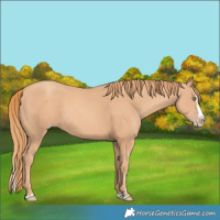 Horse Color:Gold Champagne Splash 