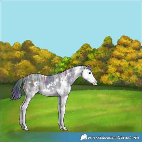 Horse Color:Nacre White Spotted Black Ice Splash Rabicano