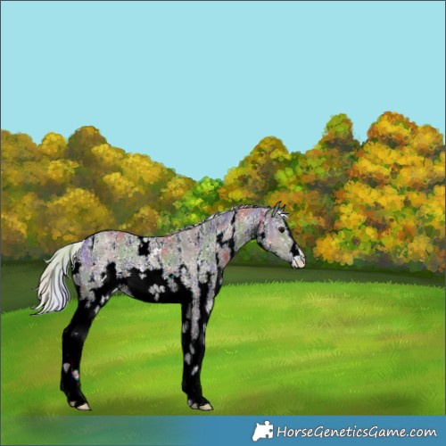 Horse Color:Nacre Silver Grullo Sabino Rabicano