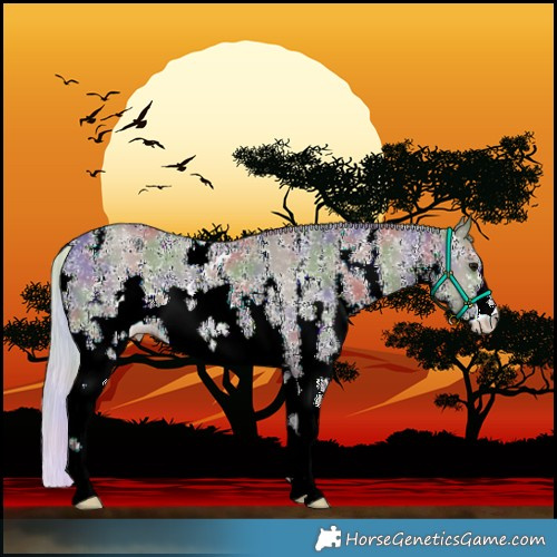 Horse Color:Nacre Silver Grullo Sabino Rabicano 
