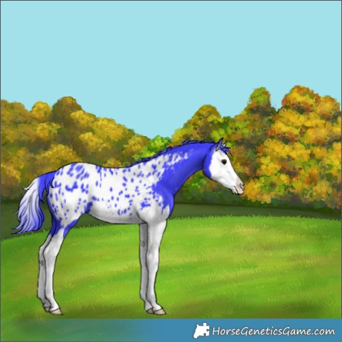 Horse Color:Watercolor Black Splash Appaloosa 