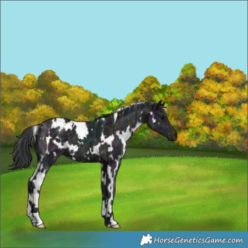 Horse Color:White Spotted Midnight Black Ice