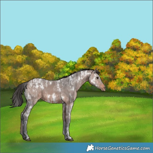 Horse Color:White Spotted Brown Ice