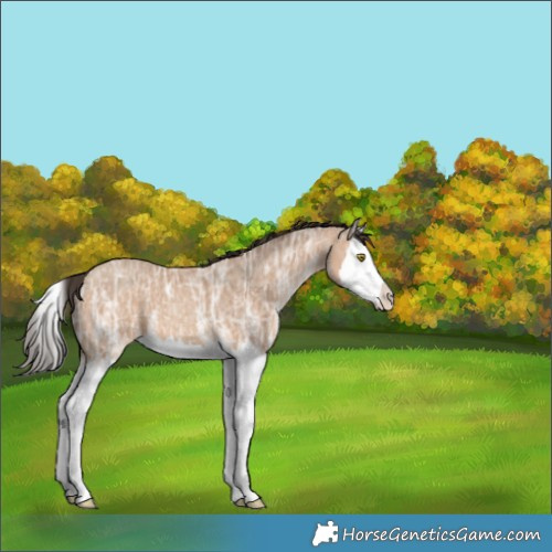 Horse Color:Amber Champagne Ice Splash 