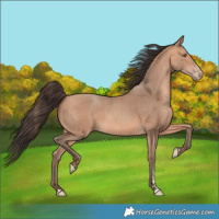 Horse Color:Amber Champagne 