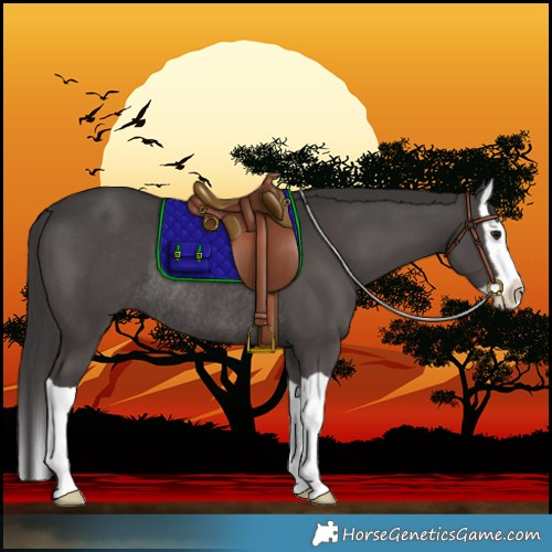 Horse Color:Smoky Black Splash Rabicano 