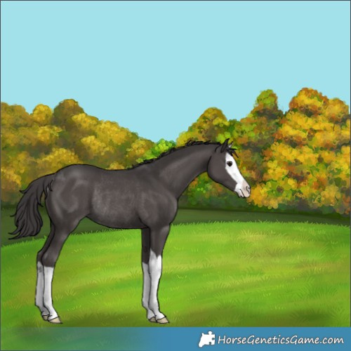 Horse Color:Smoky Black Splash Rabicano 