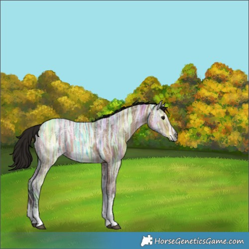 Horse Color:Gray White Spotted Bay Ice Dun 