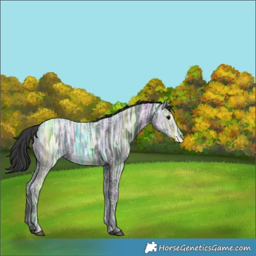 Horse Color:White Spotted Black Ice 