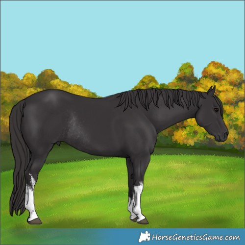 Horse Color:White Spotted Smoky Black Rabicano