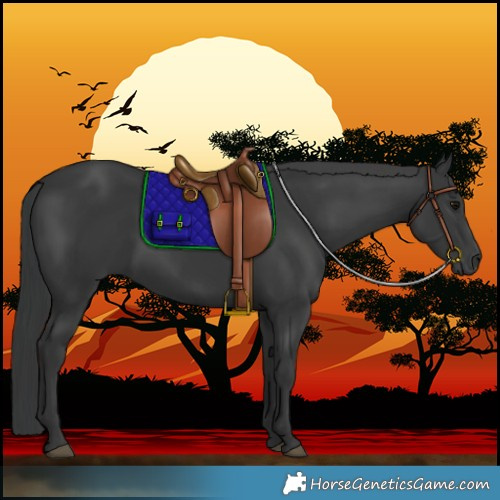 Horse Color:Black 