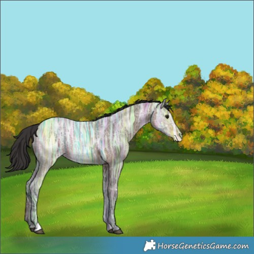 Horse Color:Brown Ice Dun Rabicano