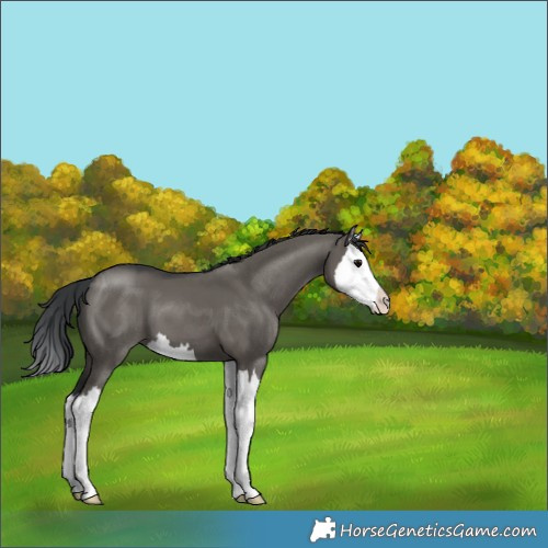 Horse Color:White Spotted Grullo Splash