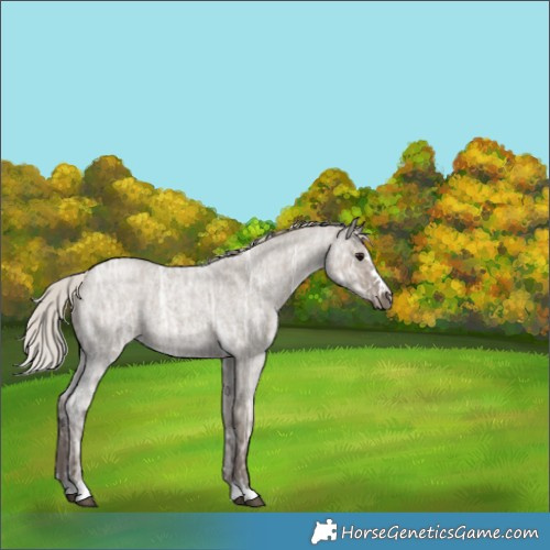 Horse Color:Silver Grullo Ice Roan