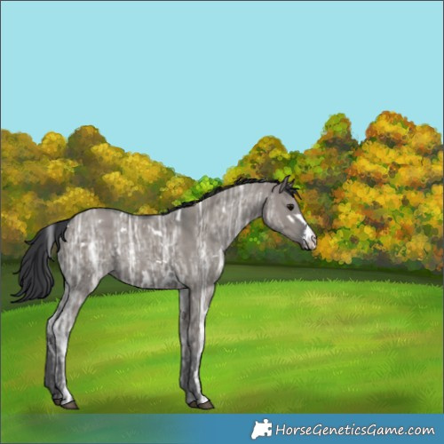 Horse Color:White Spotted Grullo Ice Sabino