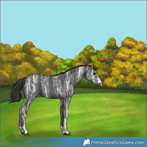 Horse Color:Black Ice 