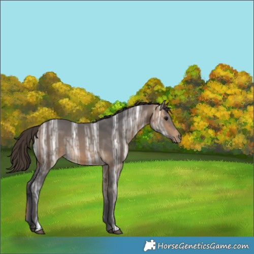 Horse Color:Buckskin Ice Rabicano 