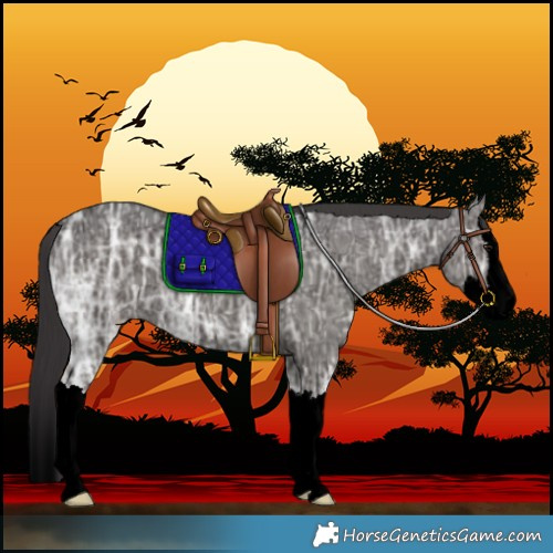 Horse Color:Void Smoky Black Ice Splash 