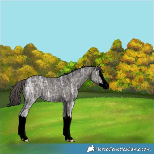 Horse Color:Void Smoky Black Ice Splash 