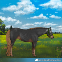 Horse Color:Gray White Spotted Liver Chestnut 